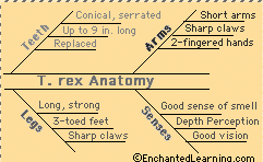 Analyzing Tyrannosaurus rex Anatomy